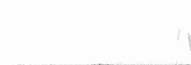 Очковая хвойница - ML590151161