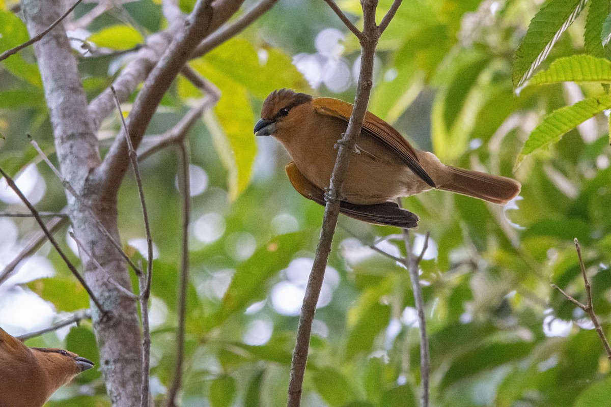 Brown Tanager - ML590151971