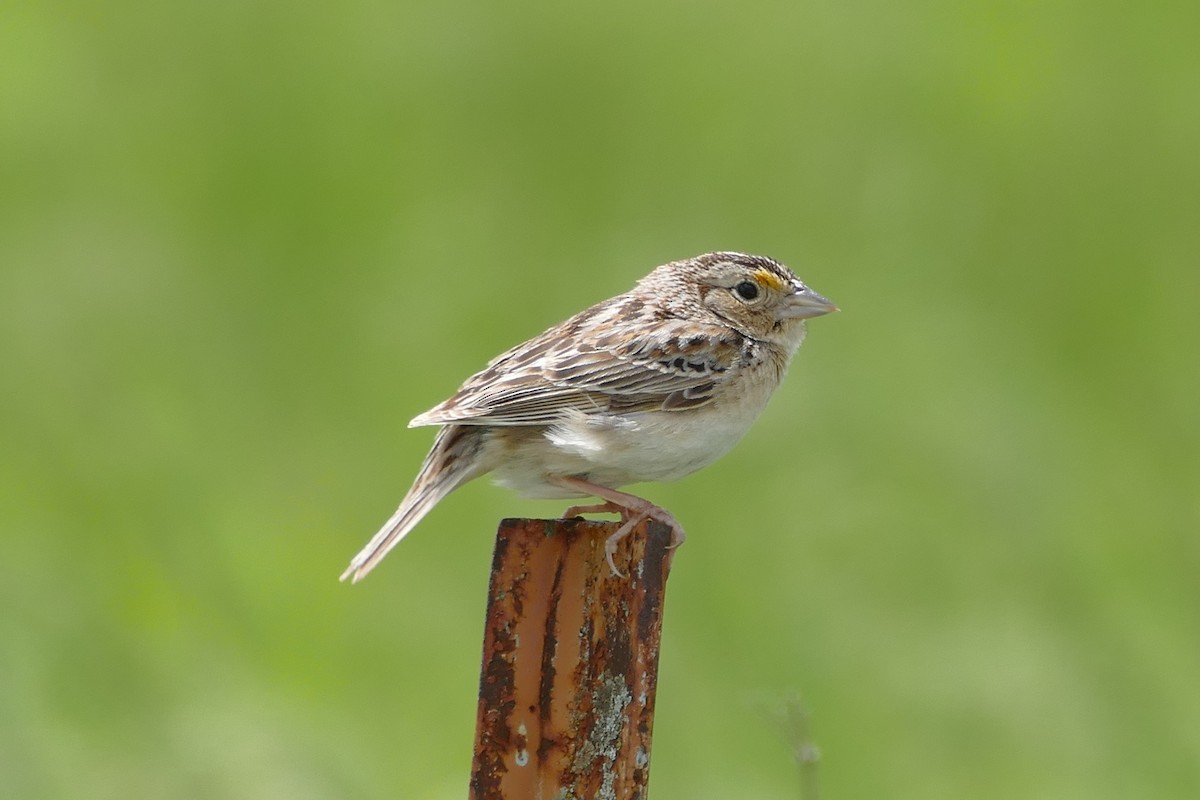 Grasshopper Sparrow - ML59015201