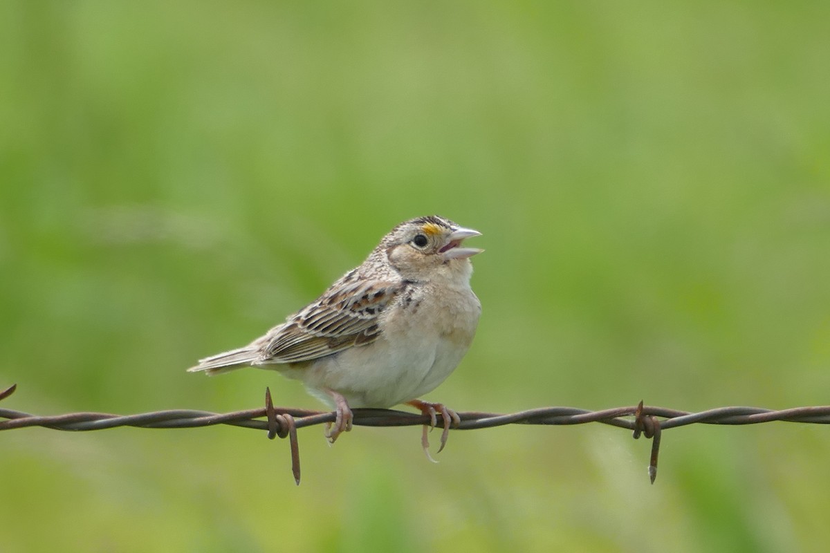 Grasshopper Sparrow - ML59015311