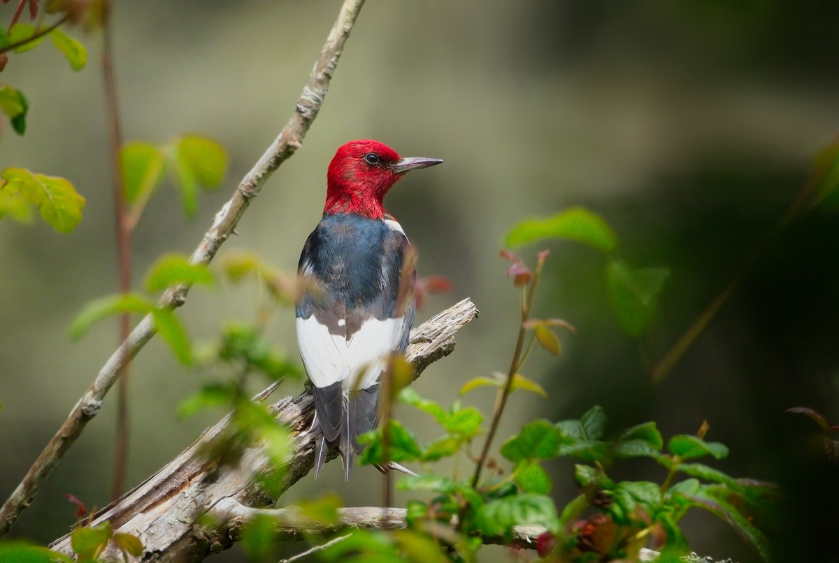 Red-headed Woodpecker - ML590153901