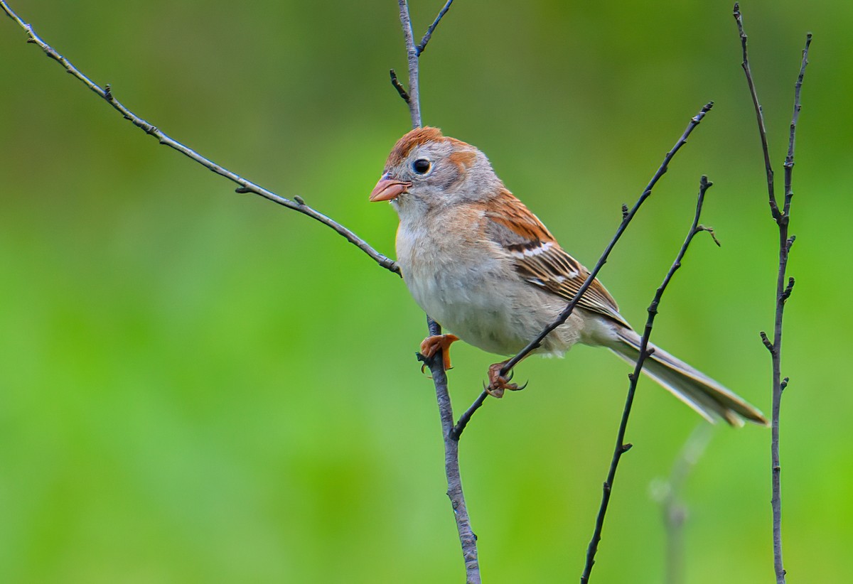 Field Sparrow - ML590154961