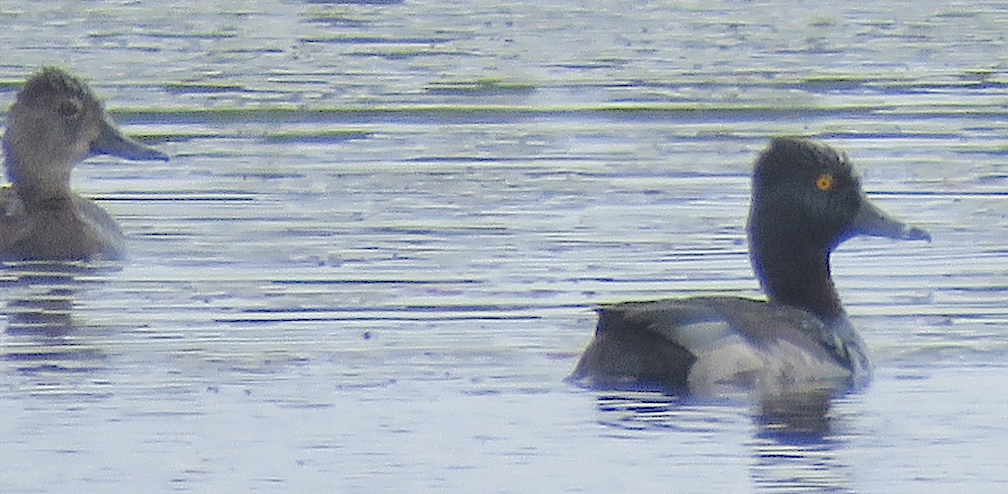 Ring-necked Duck - ML590159381