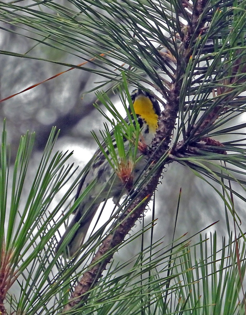 Yellow-throated Warbler - ML590160131
