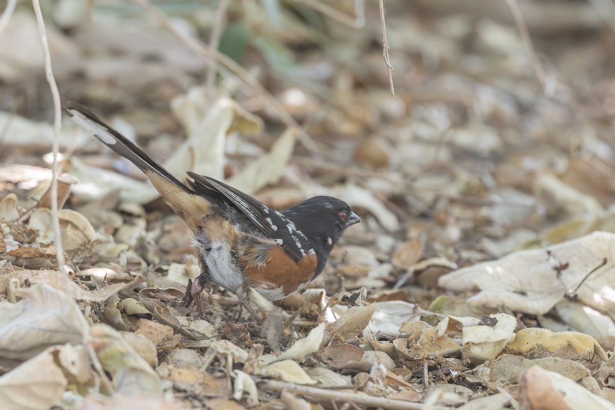 Spotted Towhee - ML590162451