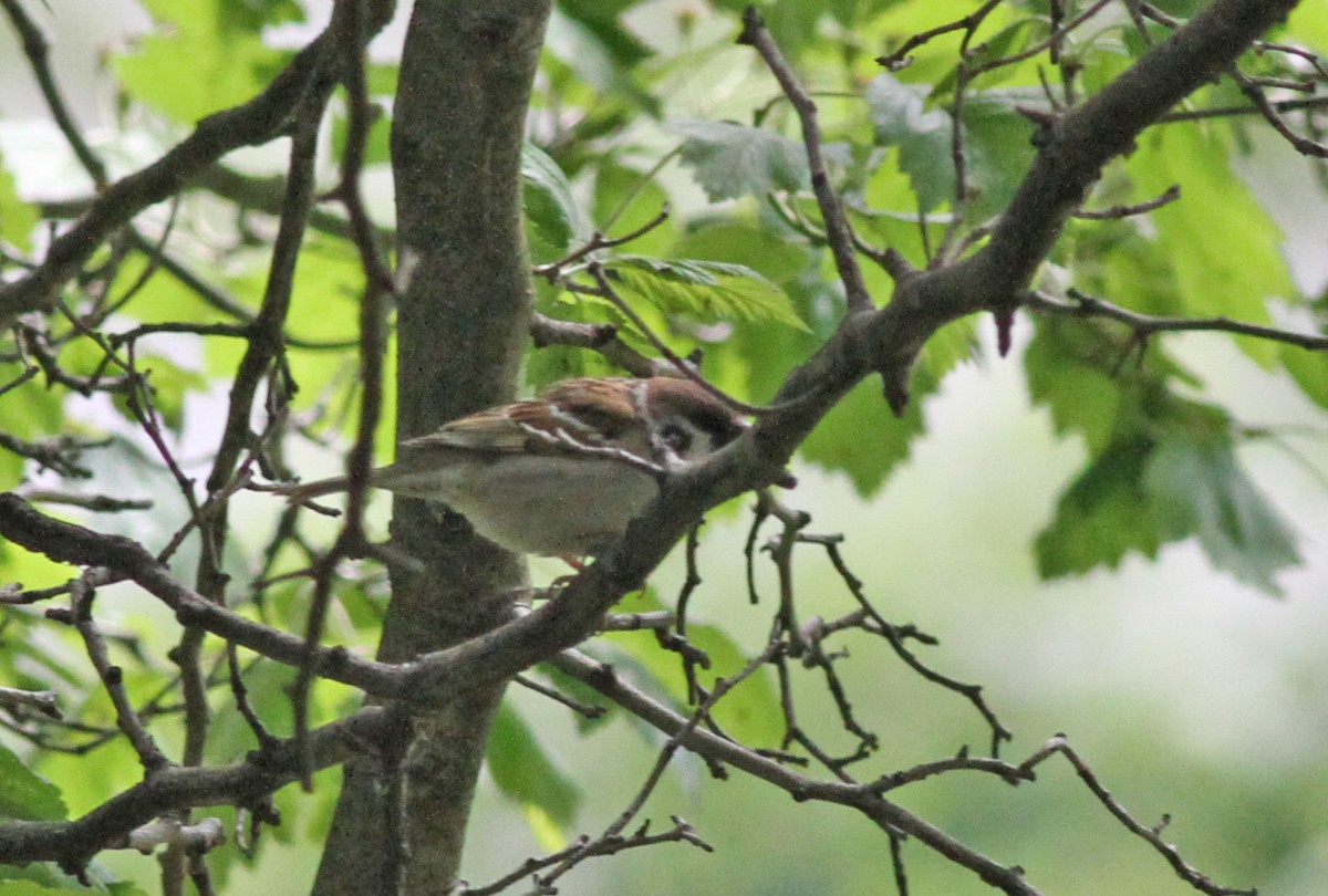 Eurasian Tree Sparrow - Geoffrey A. Williamson