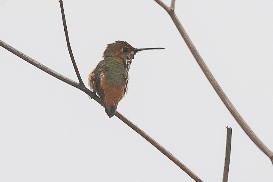 Allen's Hummingbird - ML590163151
