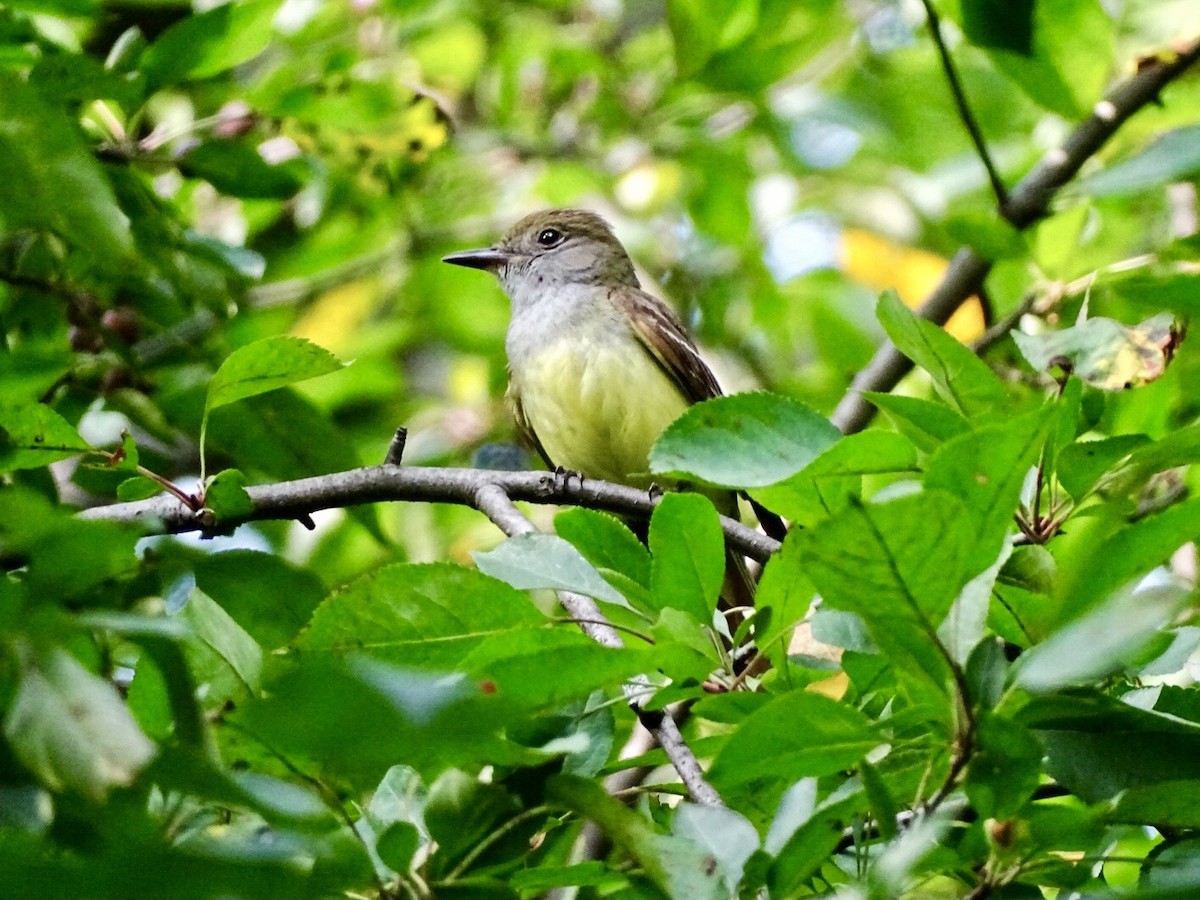 Great Crested Flycatcher - ML590163531