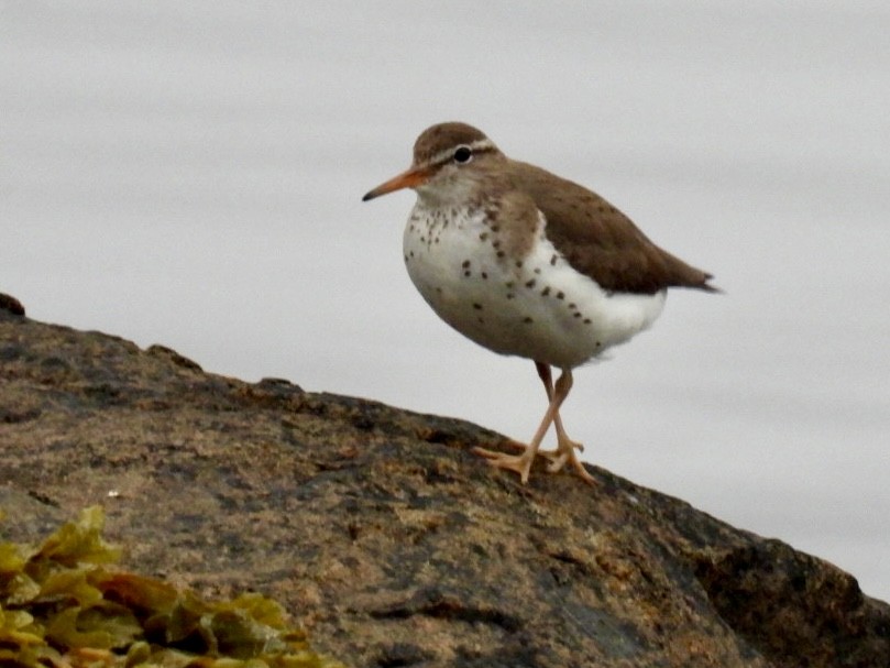 Spotted Sandpiper - Donna Reis