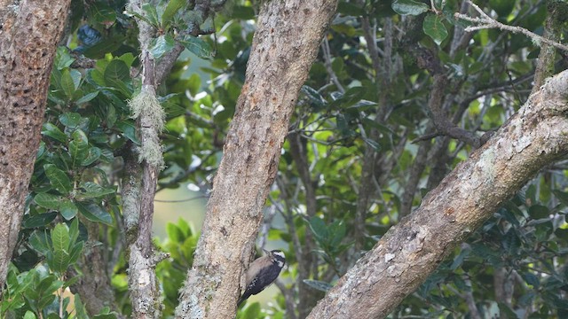 Hairy Woodpecker - ML590170181