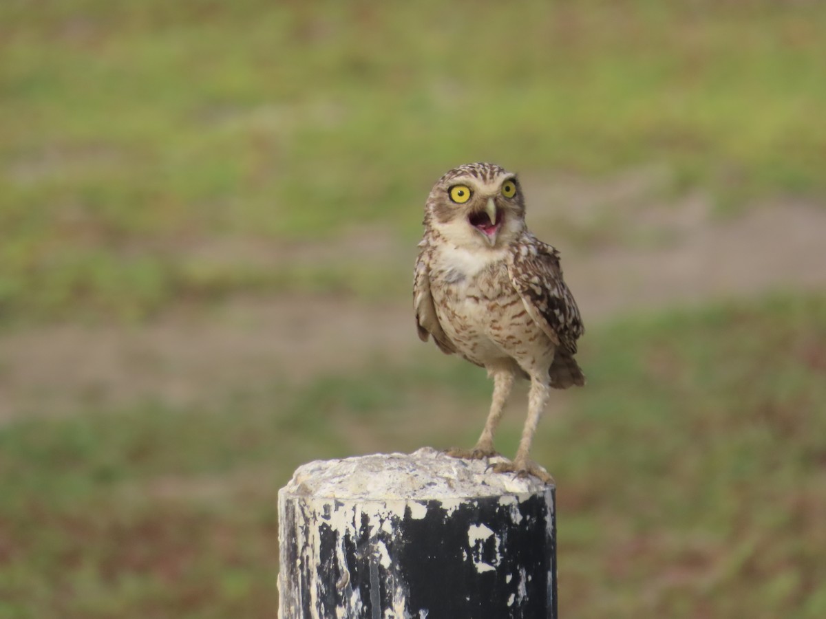 Burrowing Owl (Littoral) - ML590172411