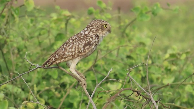 Burrowing Owl (Littoral) - ML590172731