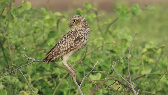 Burrowing Owl (Littoral) - ML590172741