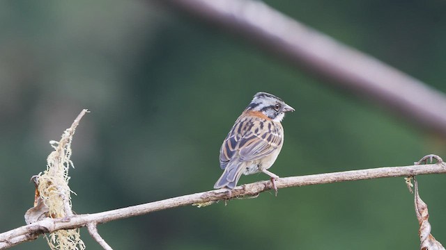 Rufous-collared Sparrow - ML590173251