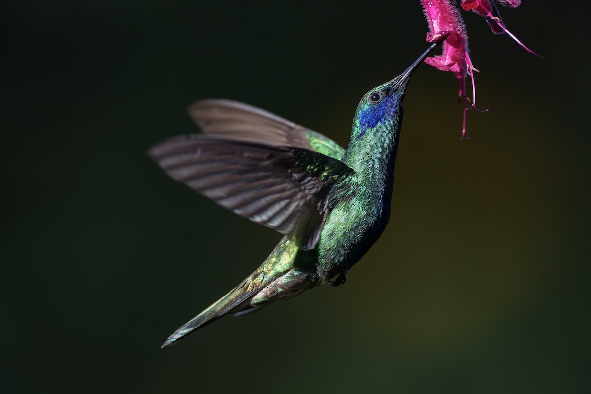 kolibřík modrolící - ML590173531