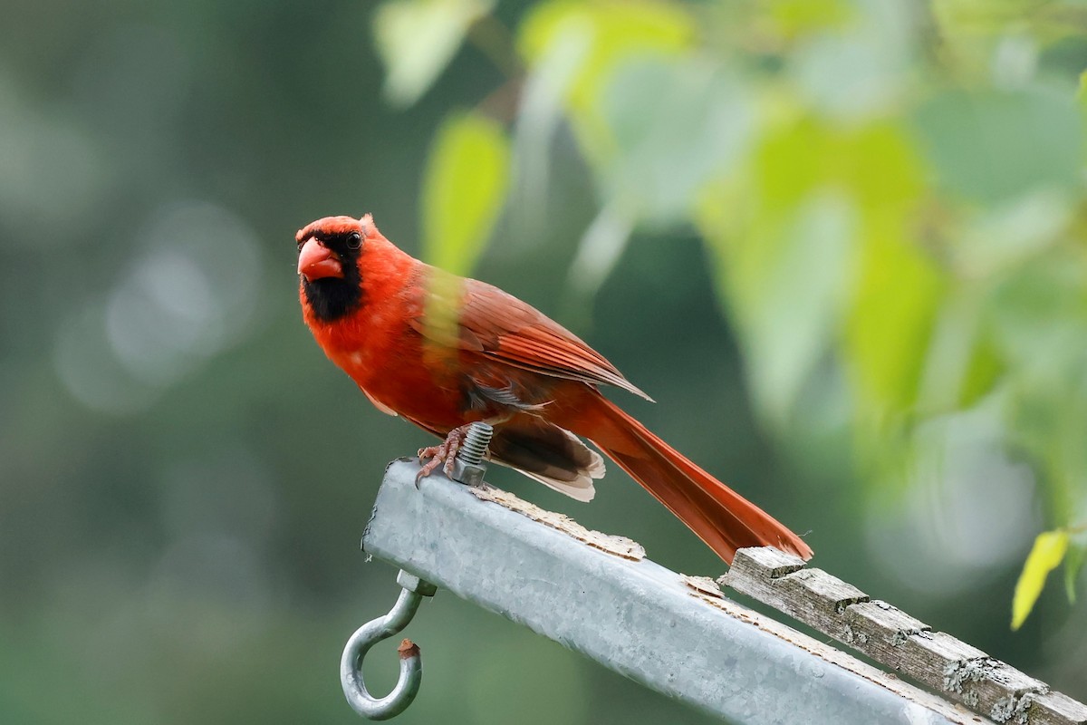 Northern Cardinal - Marie Provost