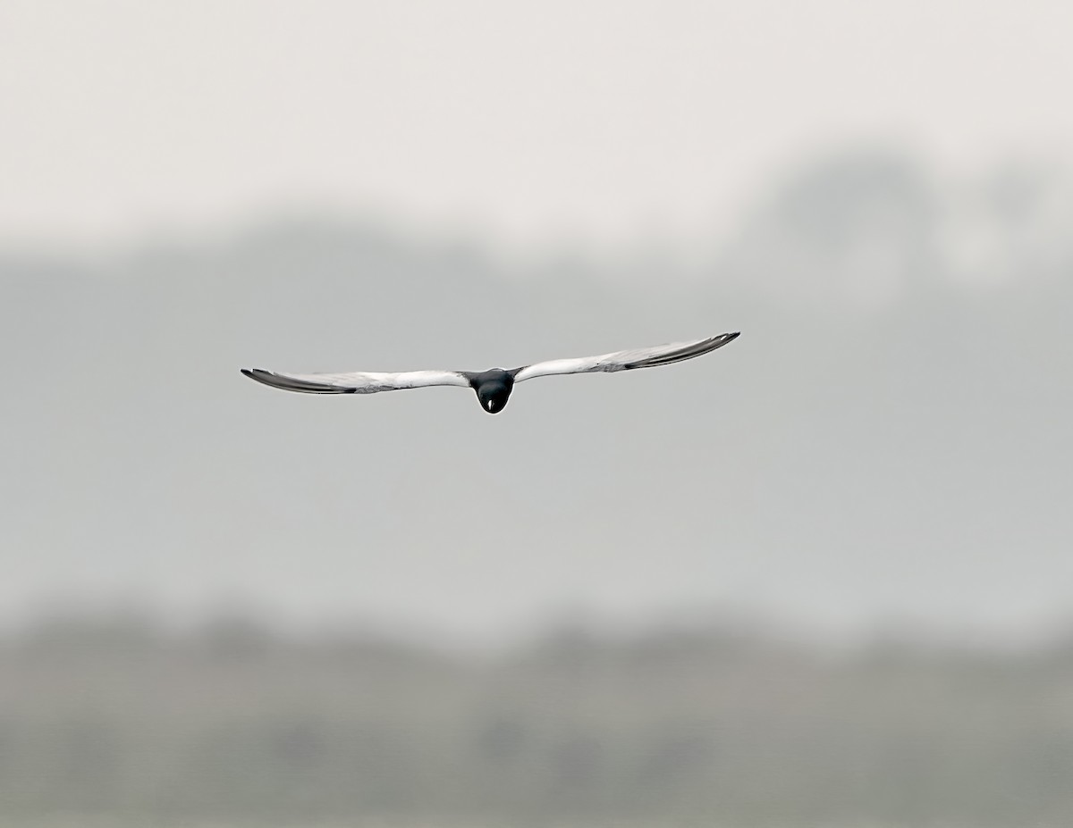 White-winged Tern - ML590178031