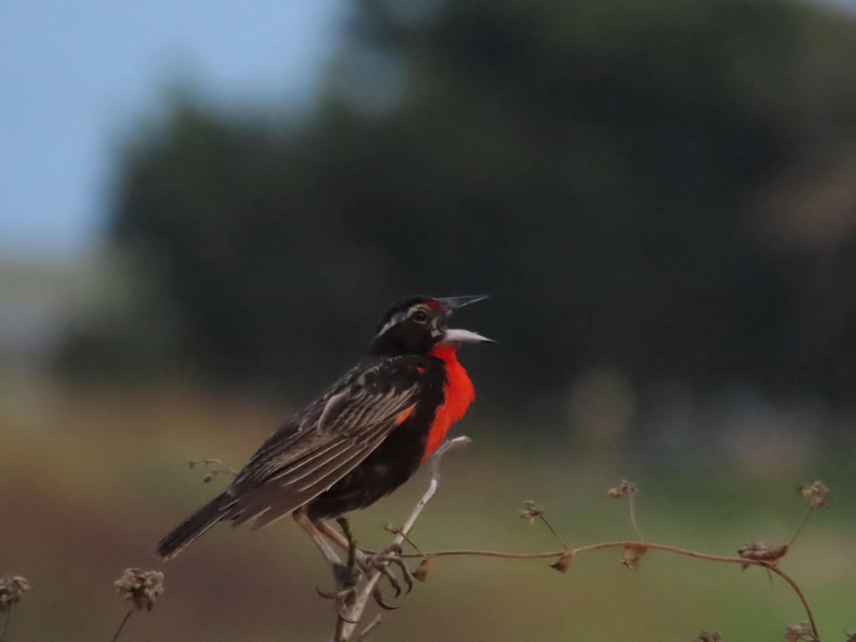 Peruvian Meadowlark - Edison🦉 Ocaña