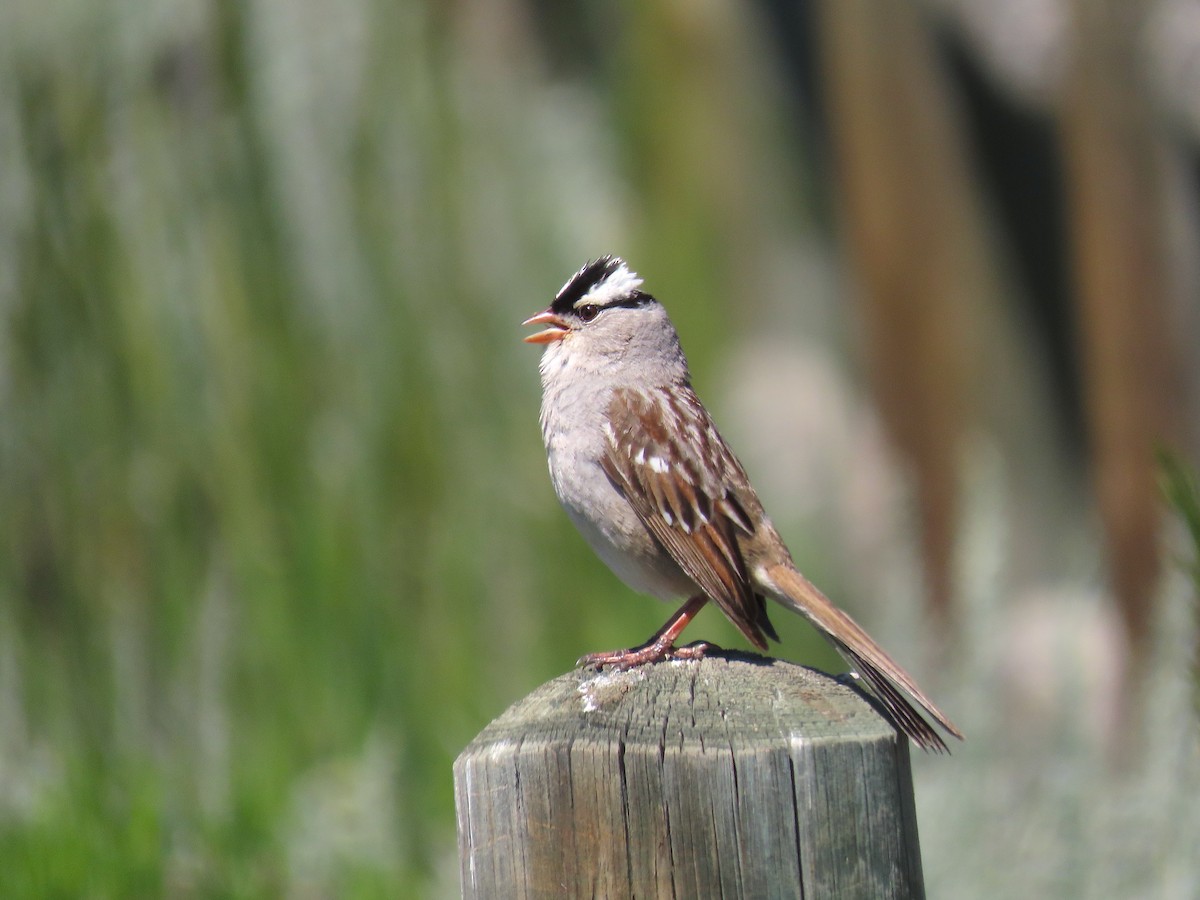 White-crowned Sparrow (oriantha) - ML590179371