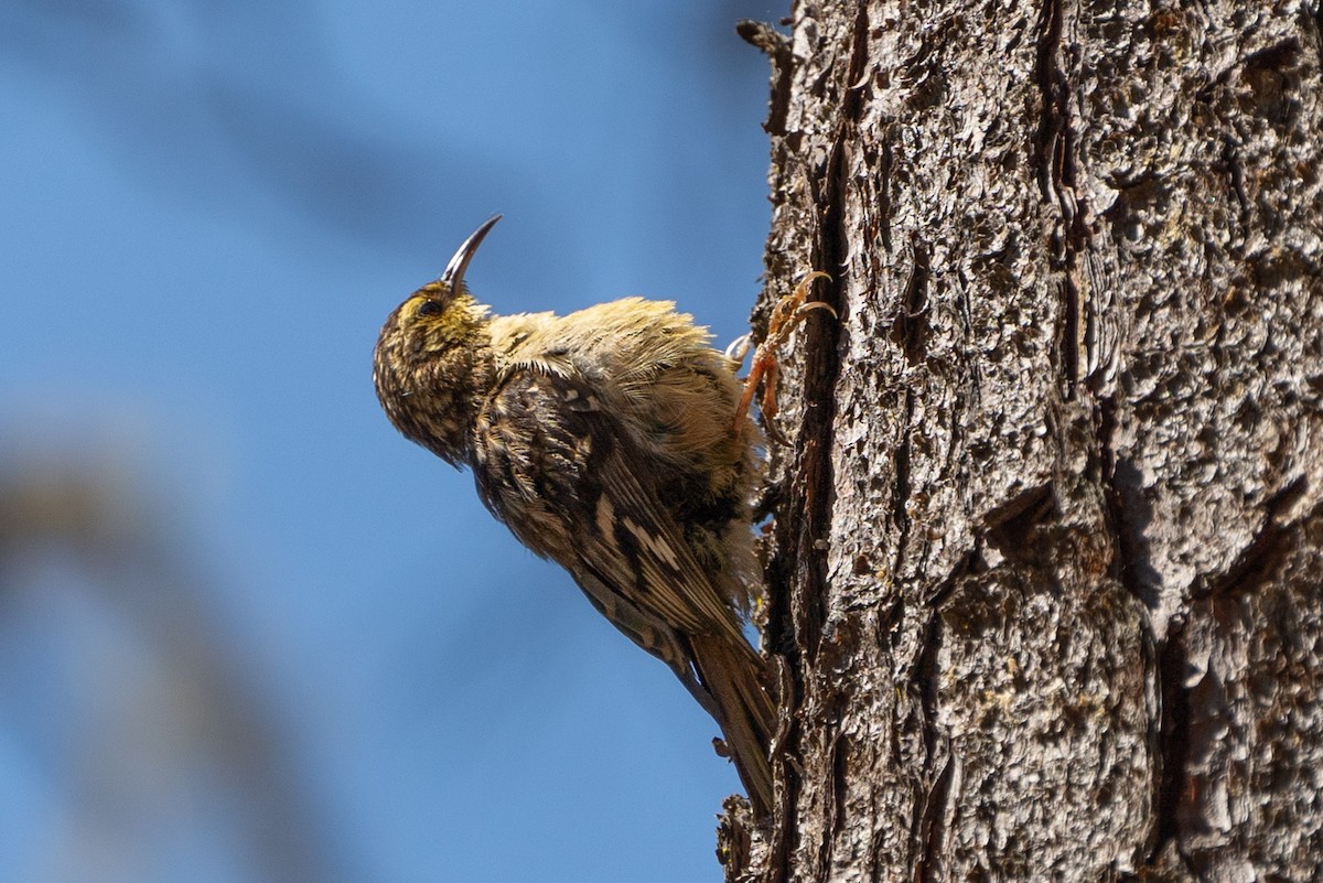 Brown Creeper (occidentalis Group) - ML590180631