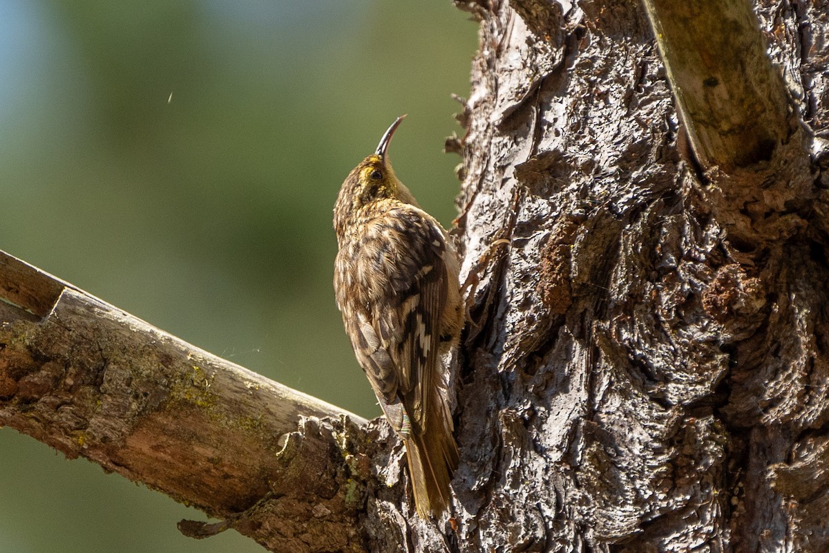 Brown Creeper (occidentalis Group) - ML590181011