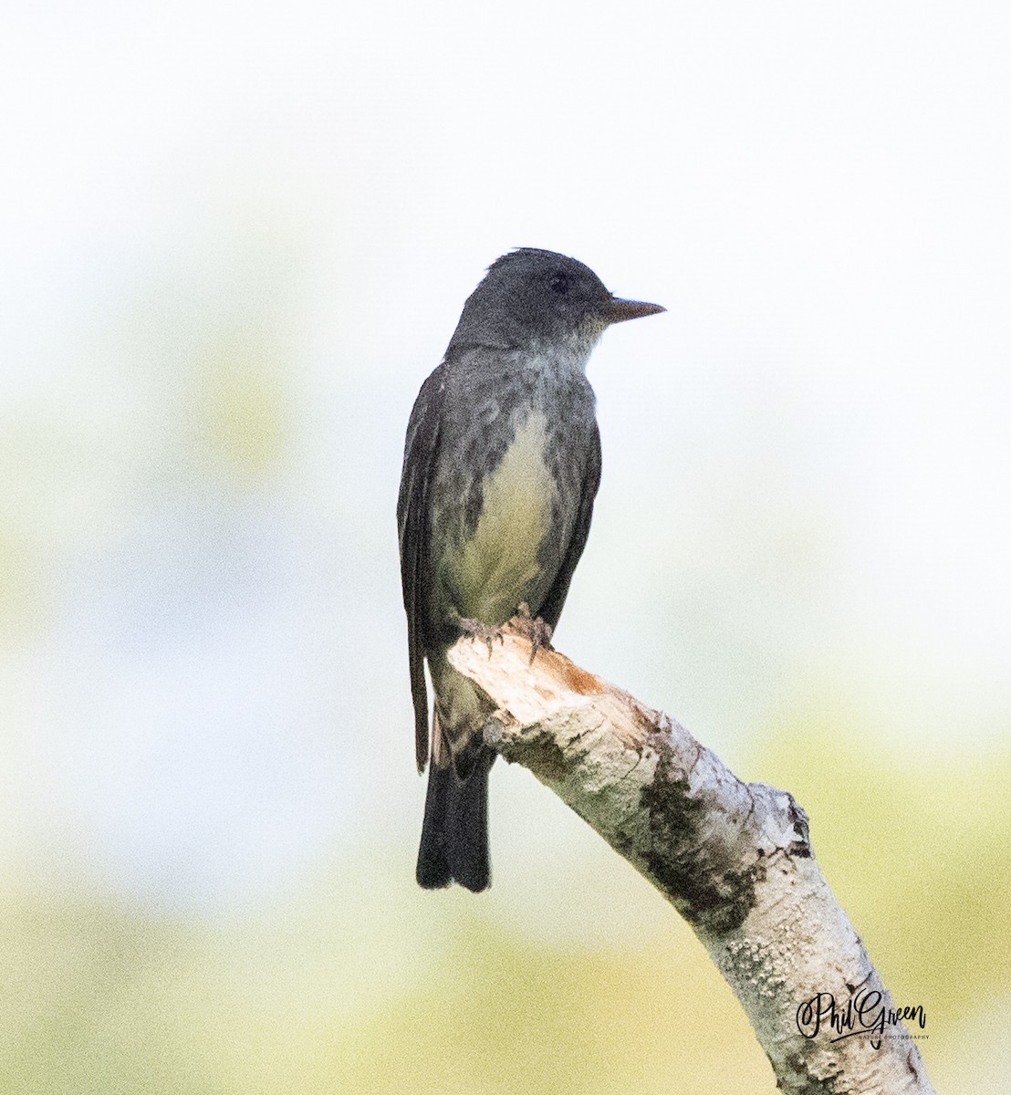 Olive-sided Flycatcher - Phil Green