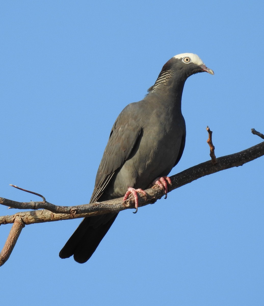 White-crowned Pigeon - ML59019001