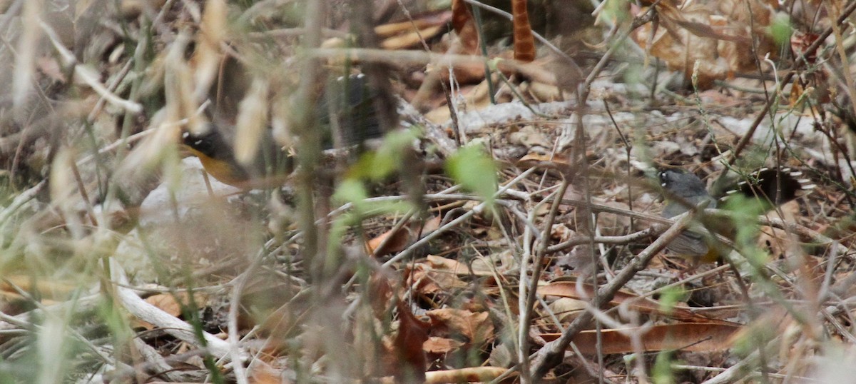 Fan-tailed Warbler - ML59019061