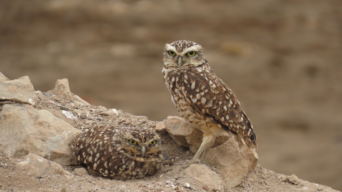 Burrowing Owl - ML590191191