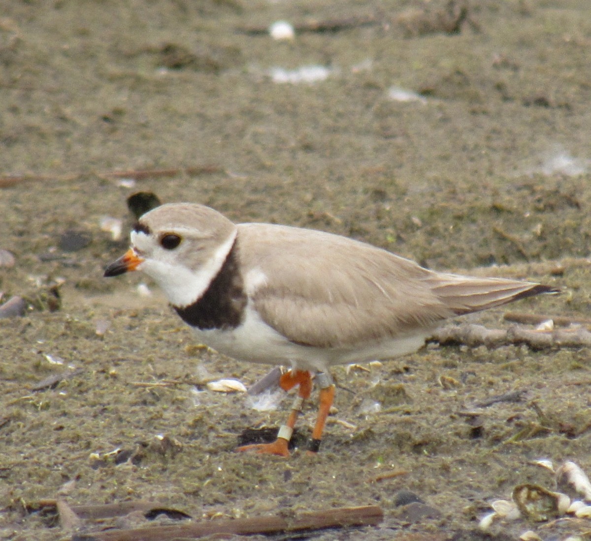 Piping Plover - ML590191781