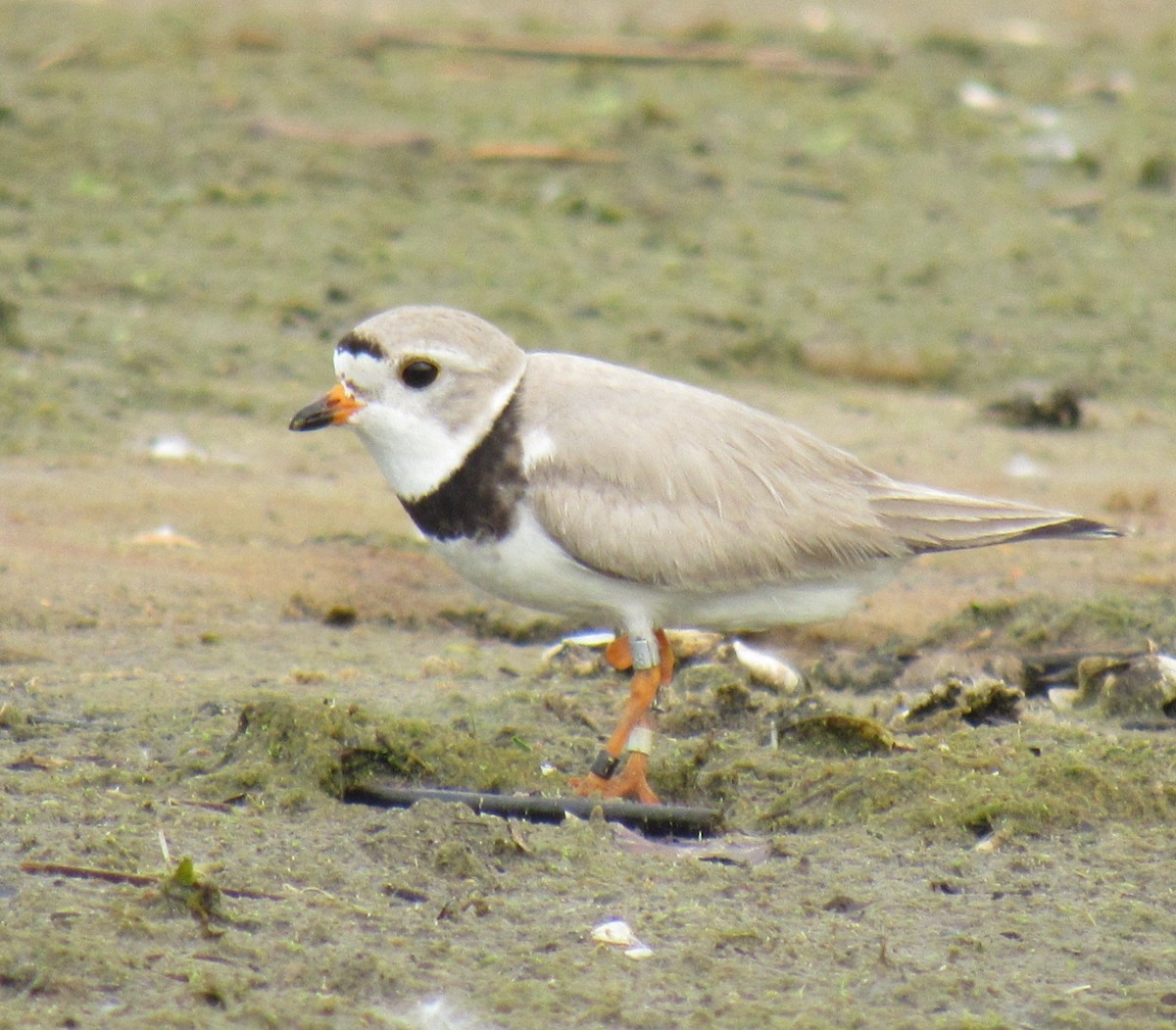 Piping Plover - ML590191791