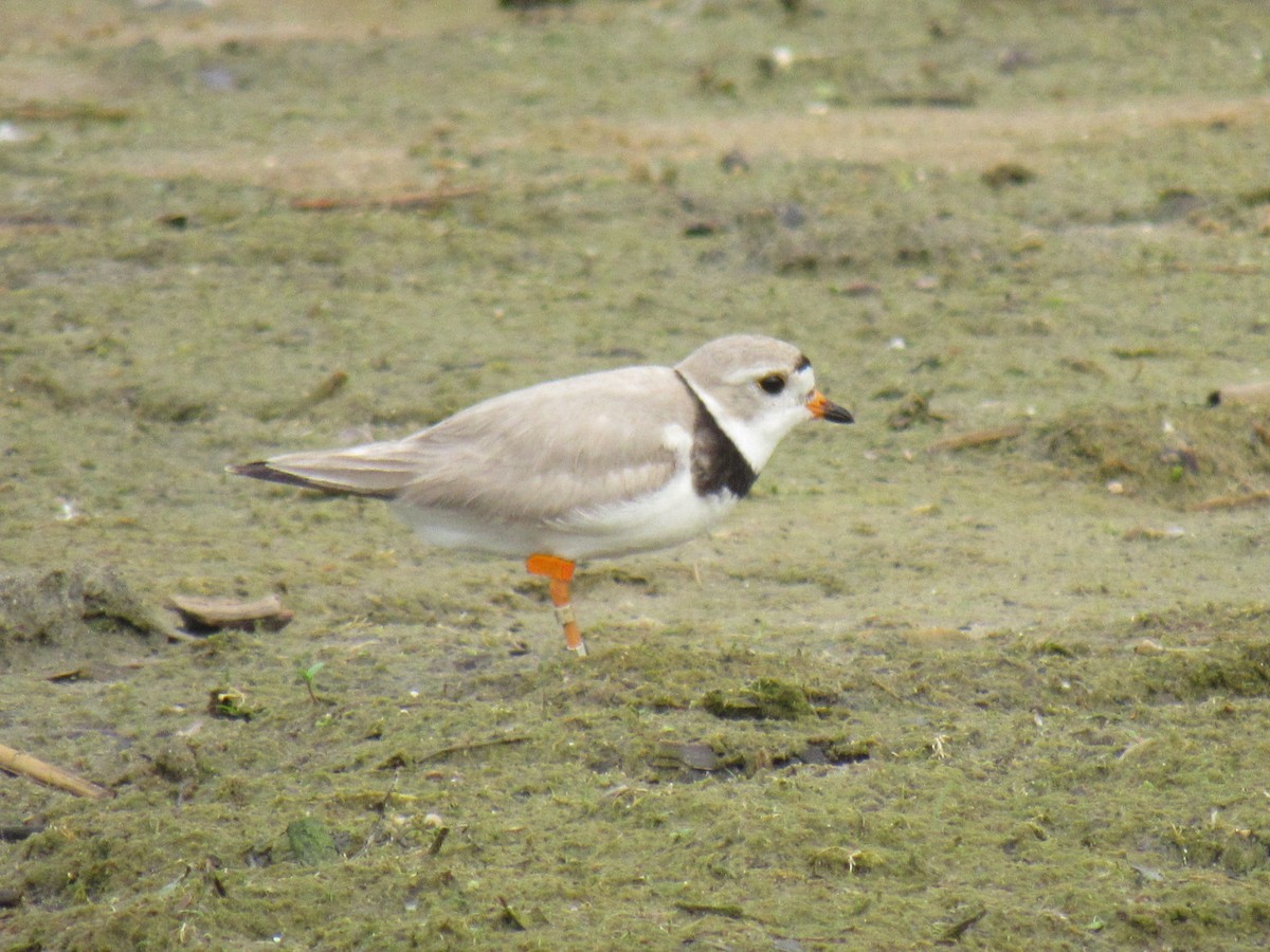 Piping Plover - ML590191801