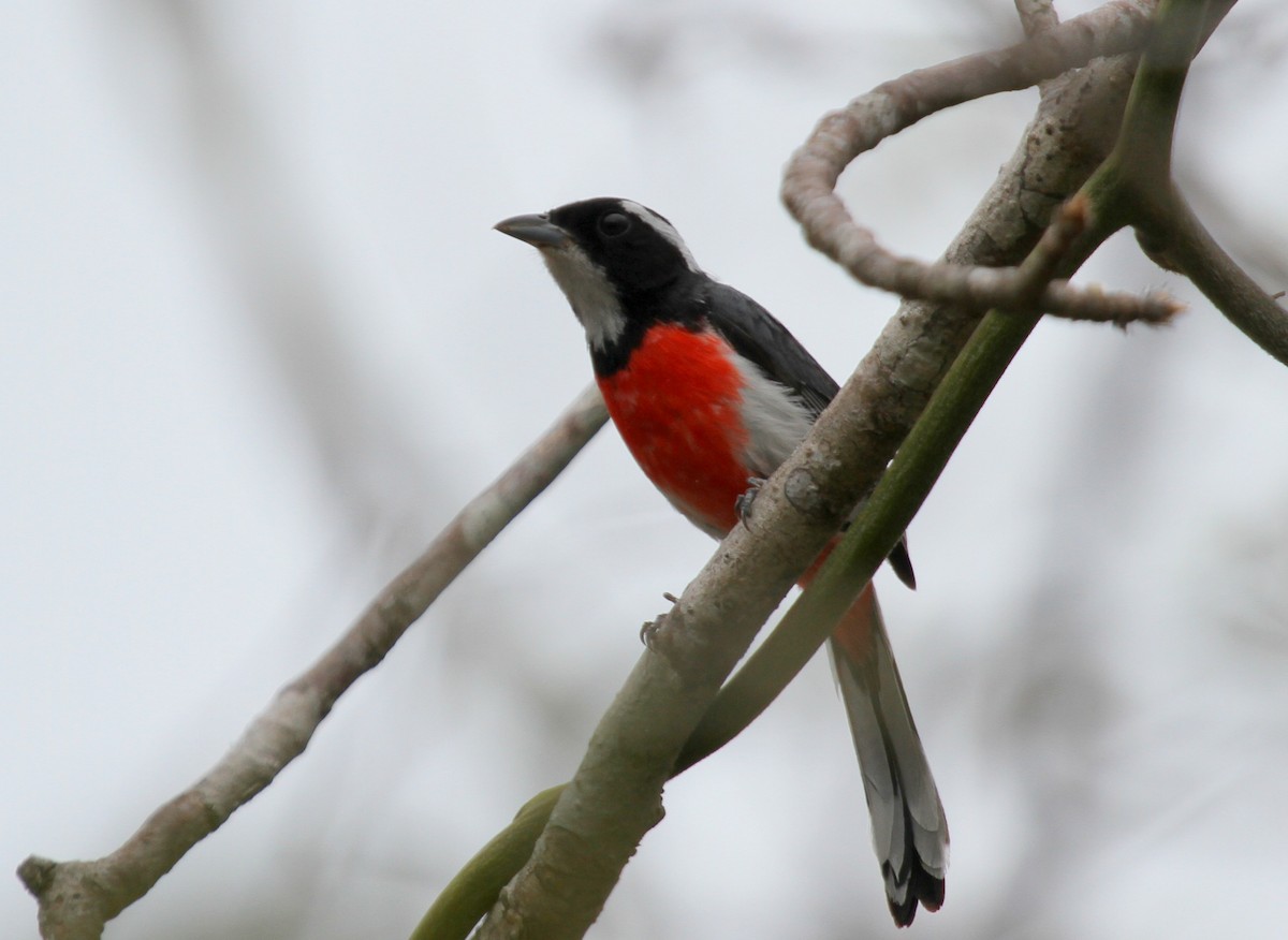 Red-breasted Chat - Matthew Grube