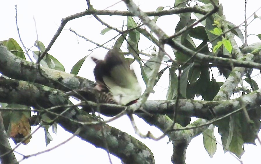 Guayaquil Woodpecker - Oliver  Komar