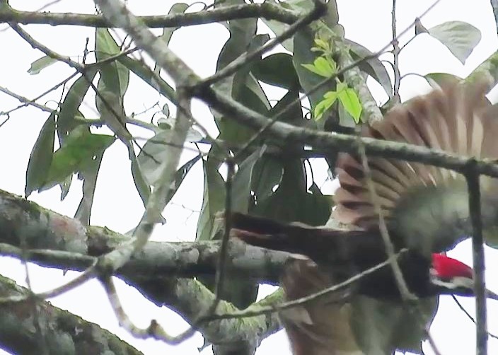 Guayaquil Woodpecker - ML590199371