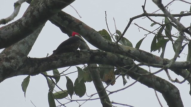 Guayaquil Woodpecker - ML590199421