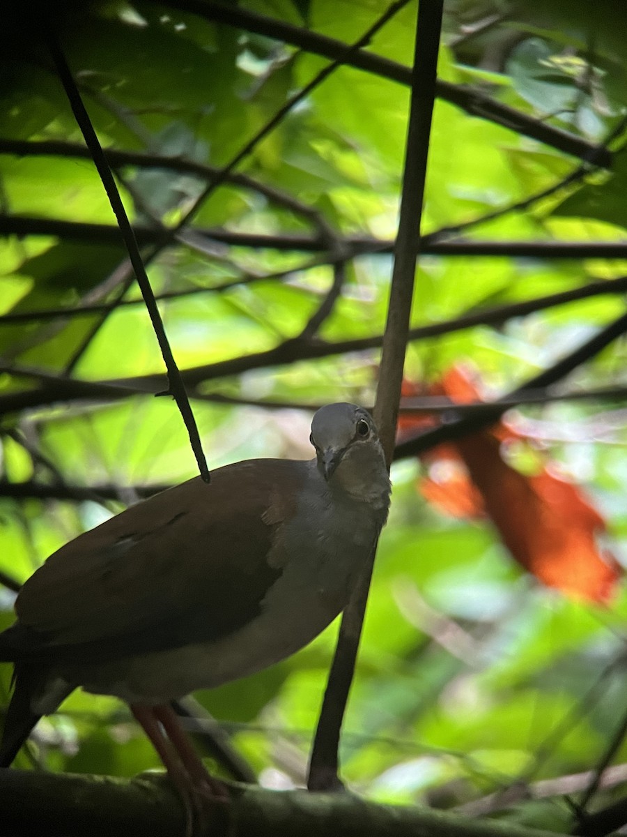 Gray-headed Dove (Brown-backed) - ML590209961