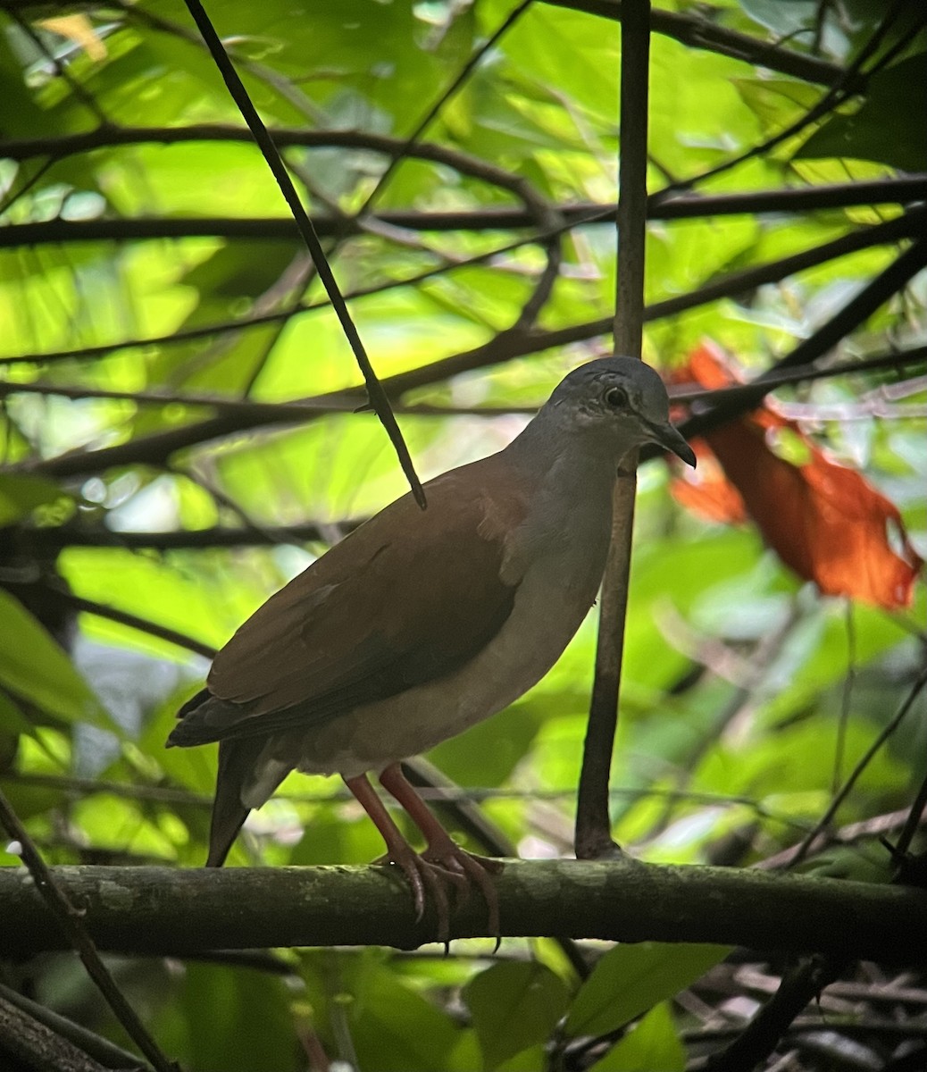 Gray-headed Dove (Brown-backed) - Rogers "Caribbean Naturalist" Morales