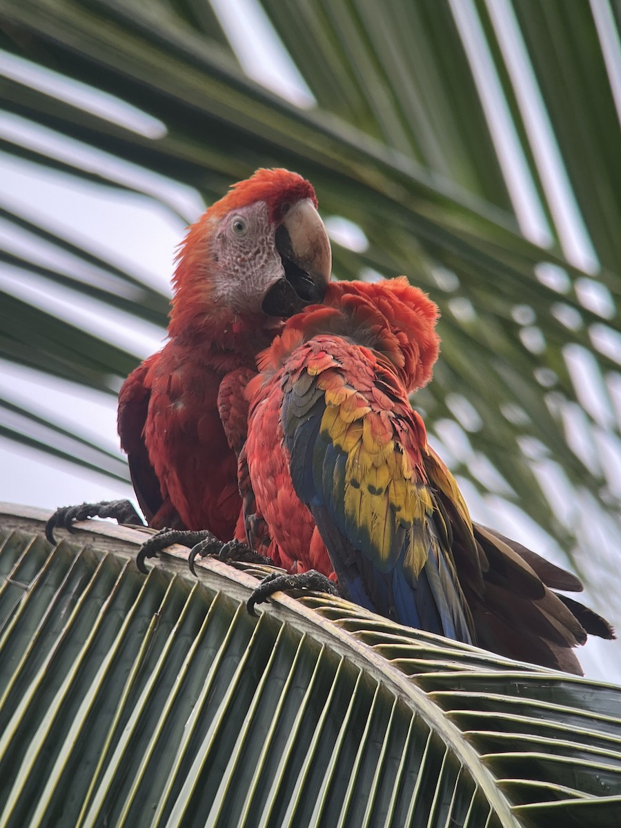 Scarlet Macaw - ML590211071
