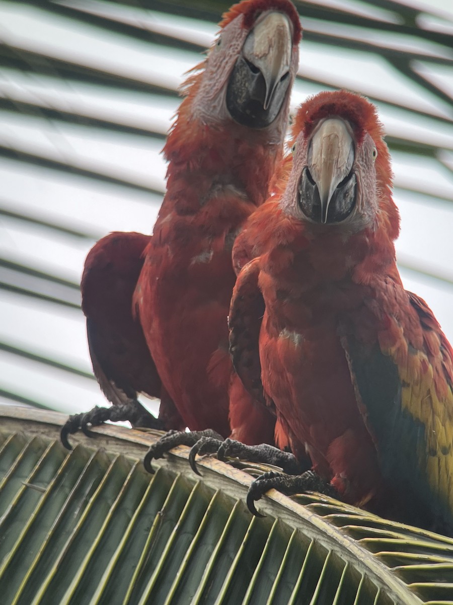 Scarlet Macaw - ML590212301