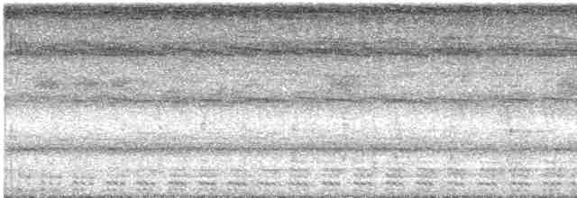 灰腳秧雞 - ML590214061