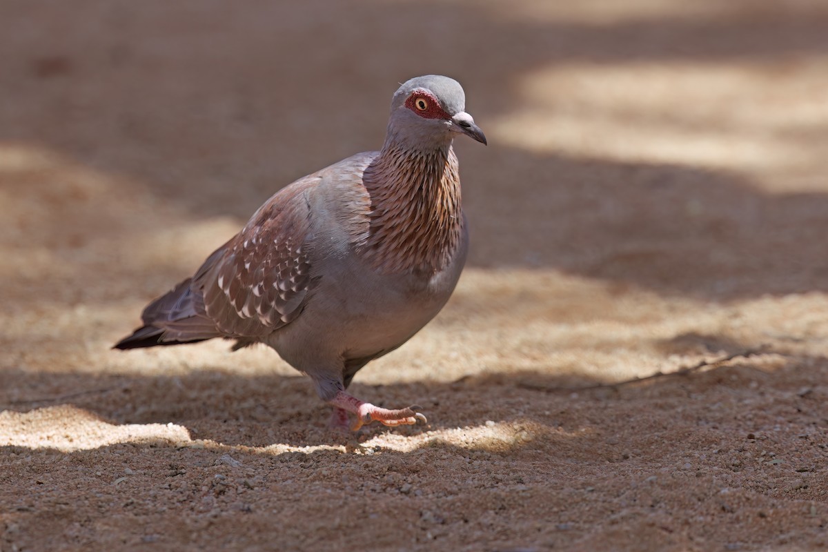 Speckled Pigeon - ML590215731
