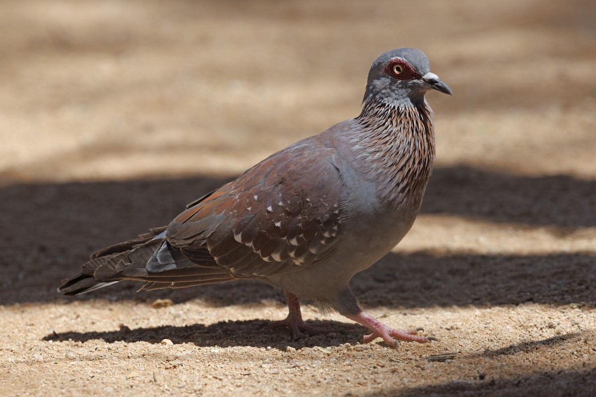 Speckled Pigeon - ML590215741