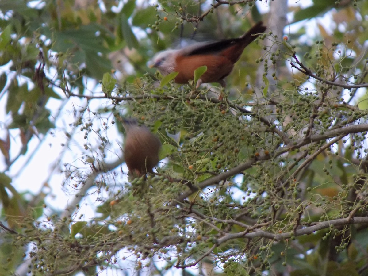 Chestnut-tailed Starling - ML590216601