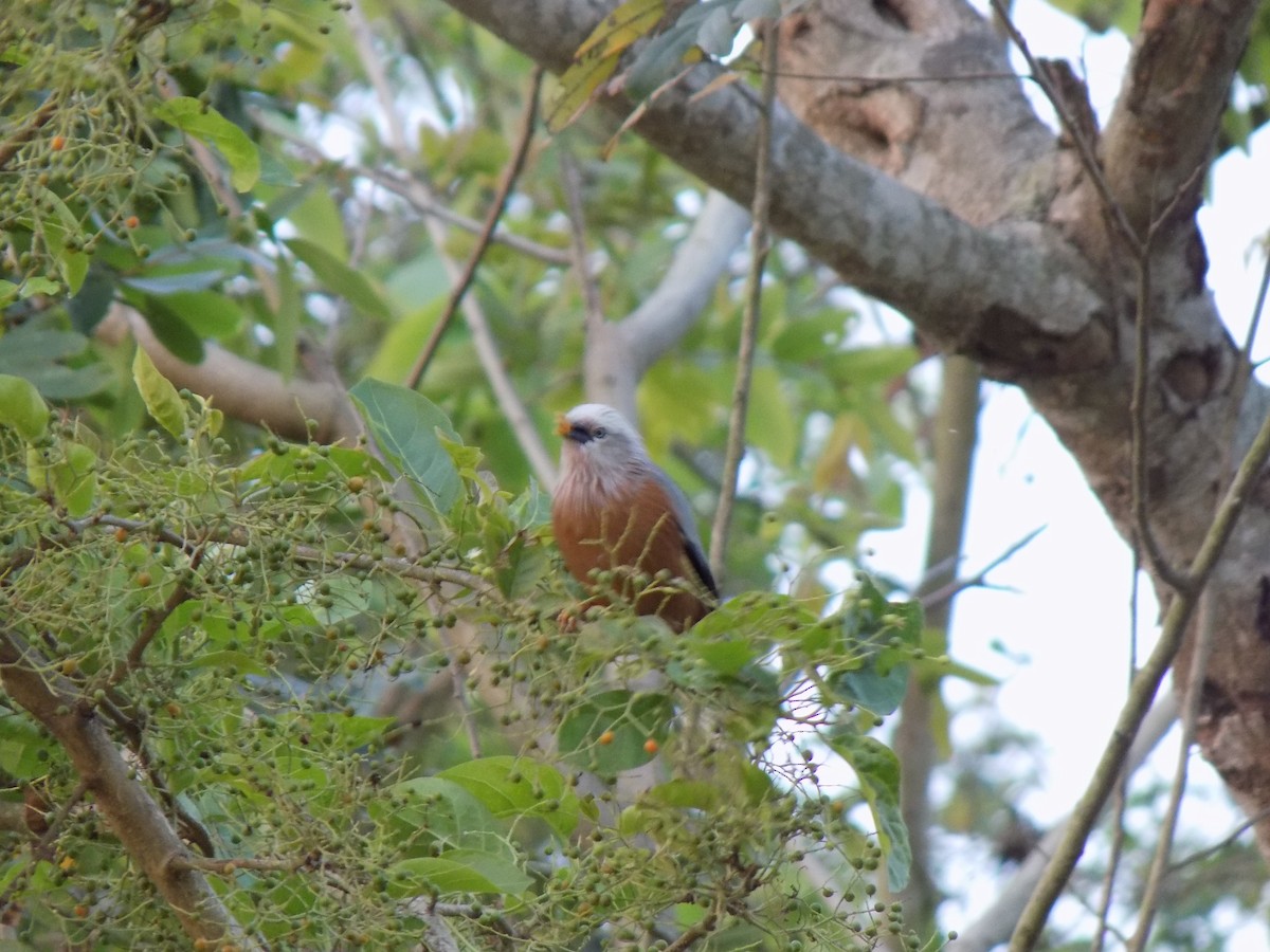 Chestnut-tailed Starling - ML590216611
