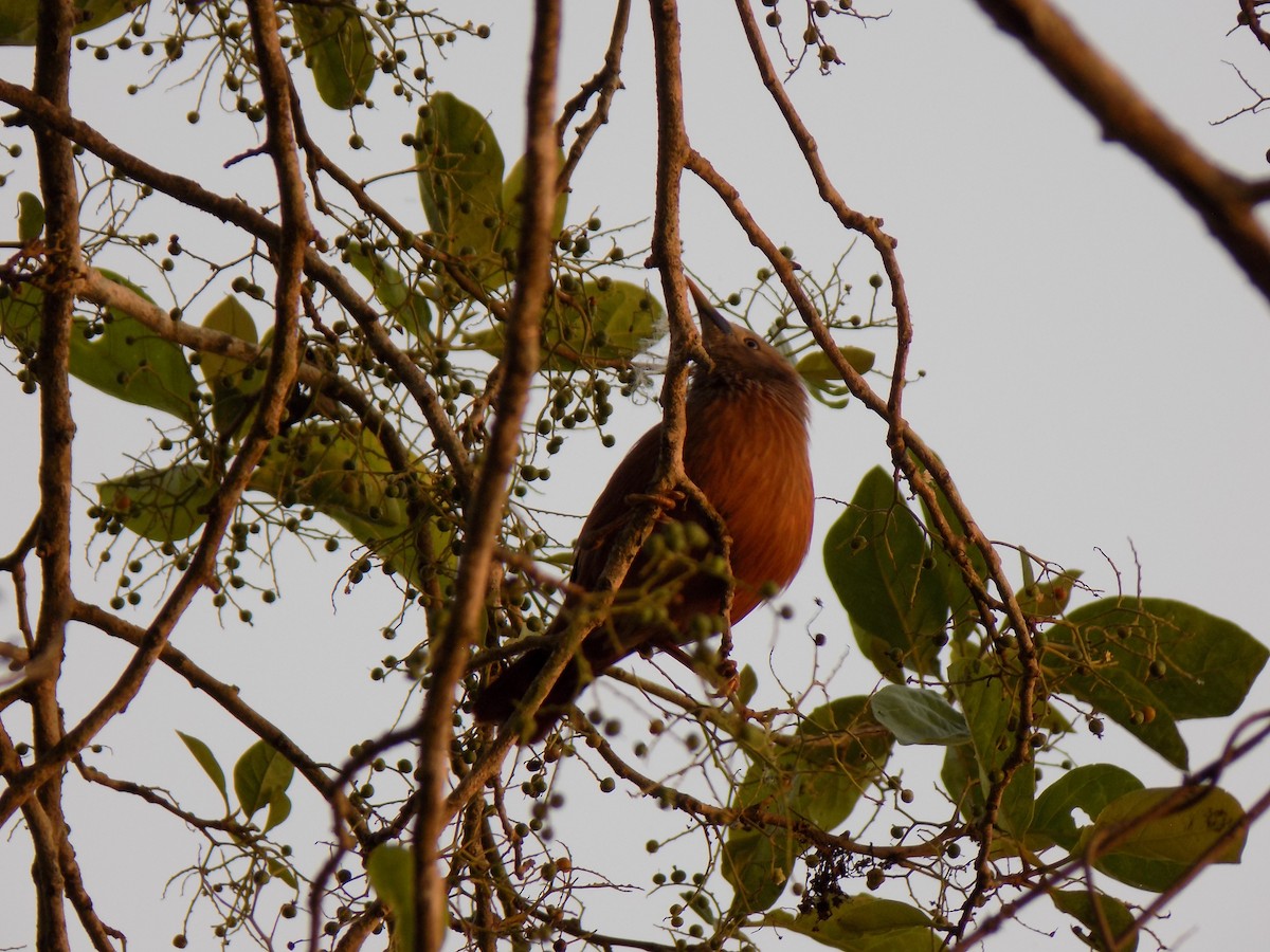 Chestnut-tailed Starling - ML590216621