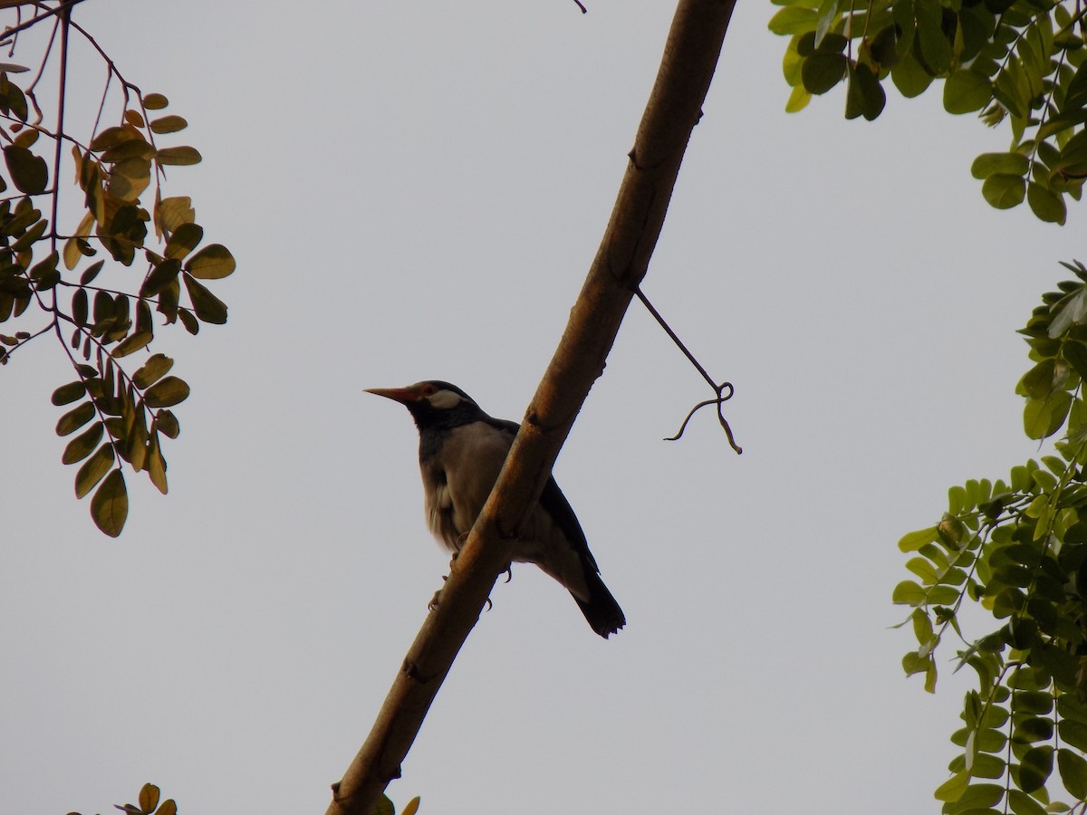 Indian Pied Starling - ML590216911