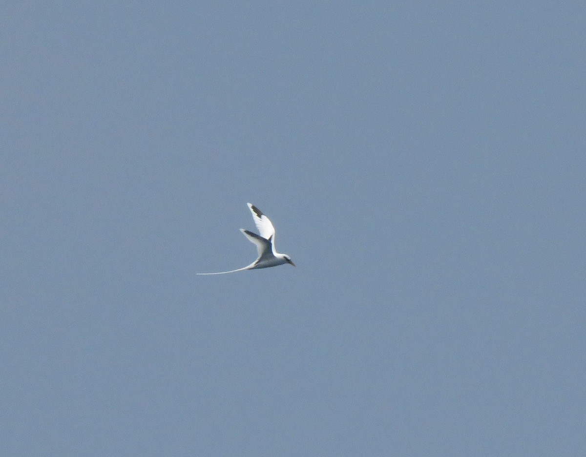 白尾熱帶鳥 - ML590216931