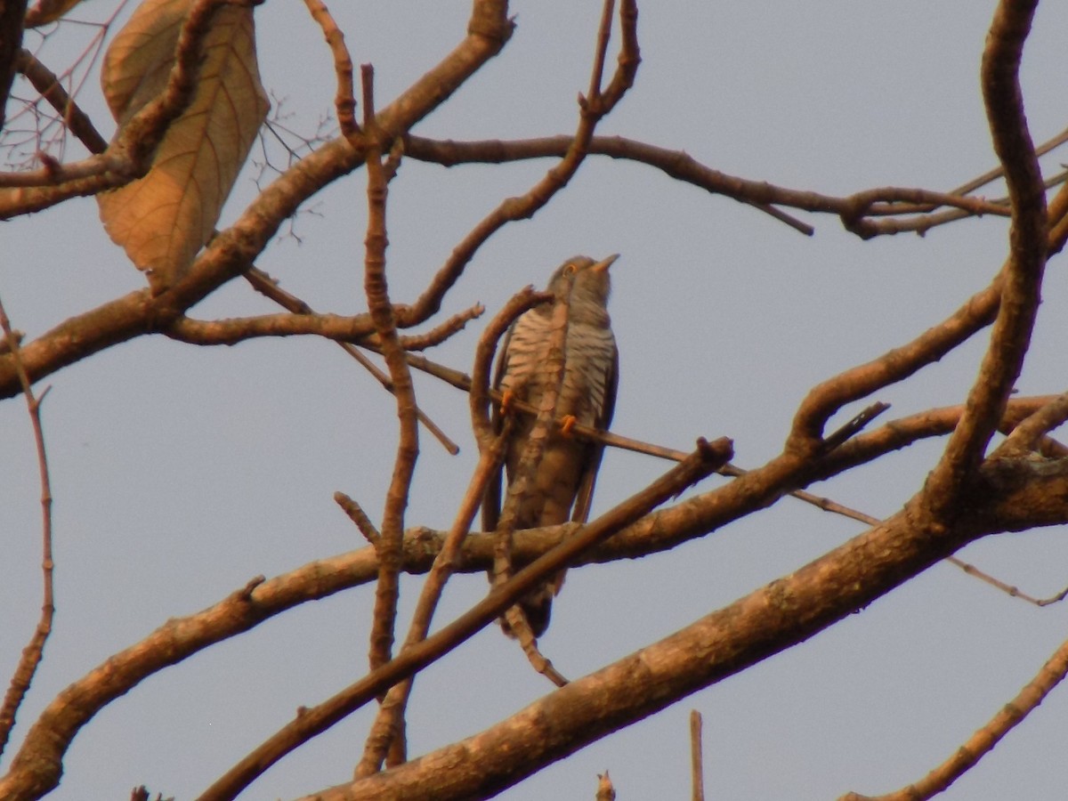 Indian Cuckoo - ML590221461