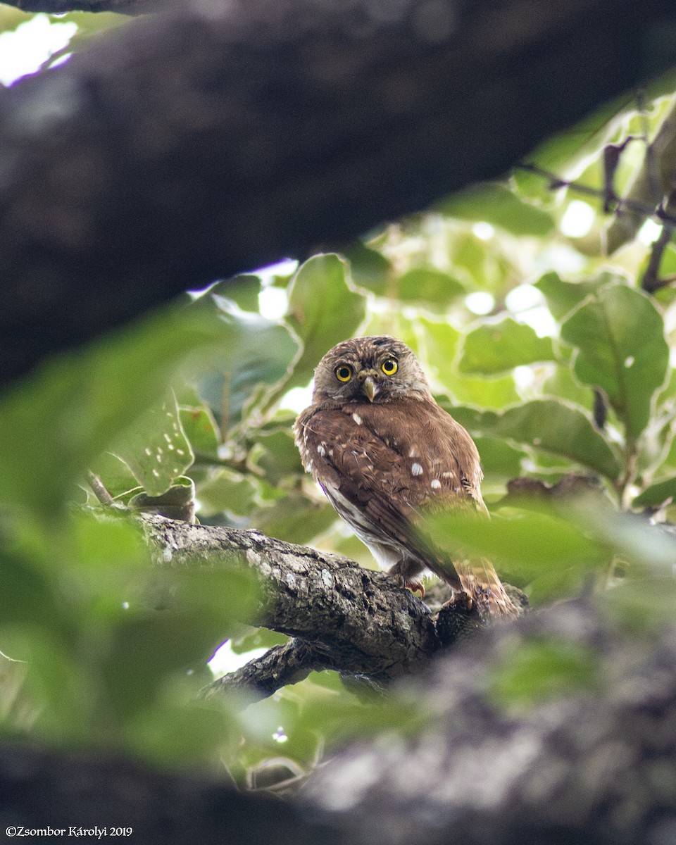 Ferruginous Pygmy-Owl - ML590222211